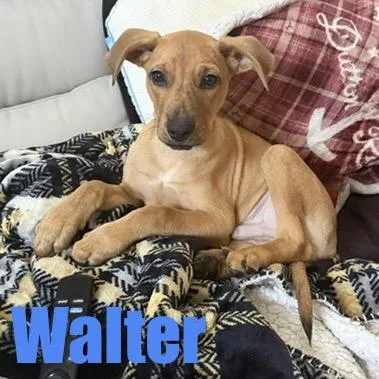 Walter thumbnail 5