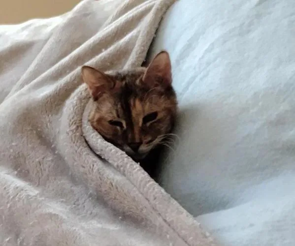 A senior small-sized female Domestic Short Hair cat named Pumpkin for adoption in Escondido, CA