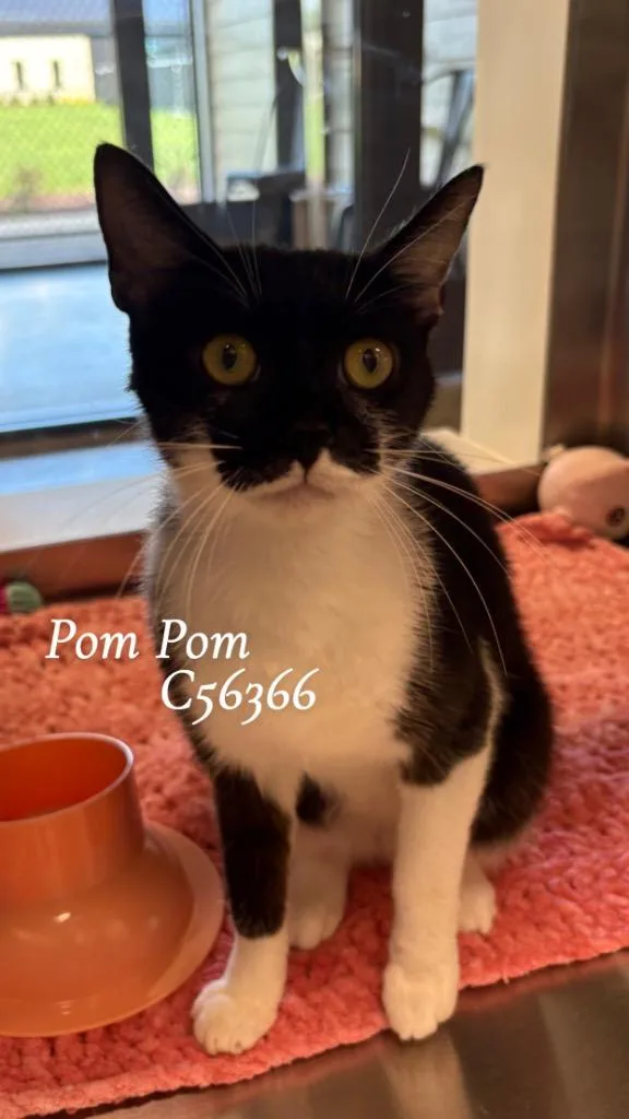 Pompom