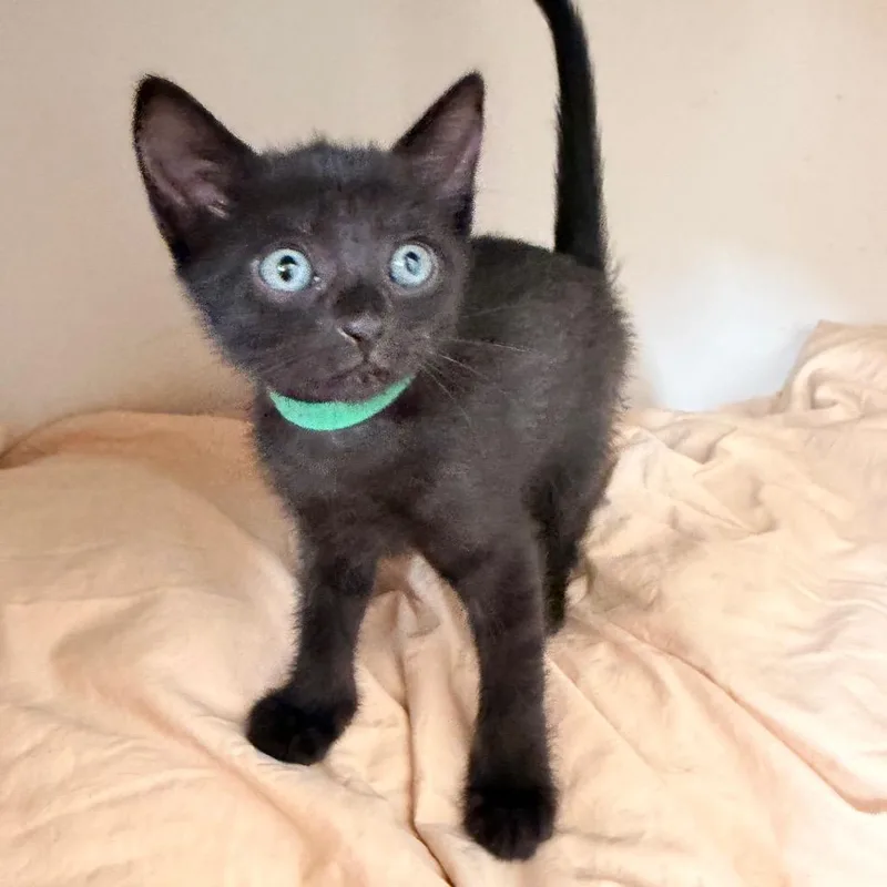 A baby small-sized female Black Domestic Short Hair cat named Grackle ShawCA for adoption in Tallahassee, FL