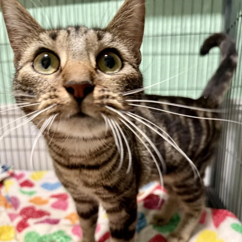 A young small-sized female Brown / Chocolate Domestic Short Hair cat named Honeydew for adoption in New Port Richey, FL