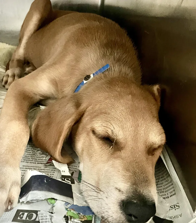 A baby medium-sized male Yellow / Tan / Blond / Fawn Mixed Breed dog named Pickle for adoption in Parma, OH
