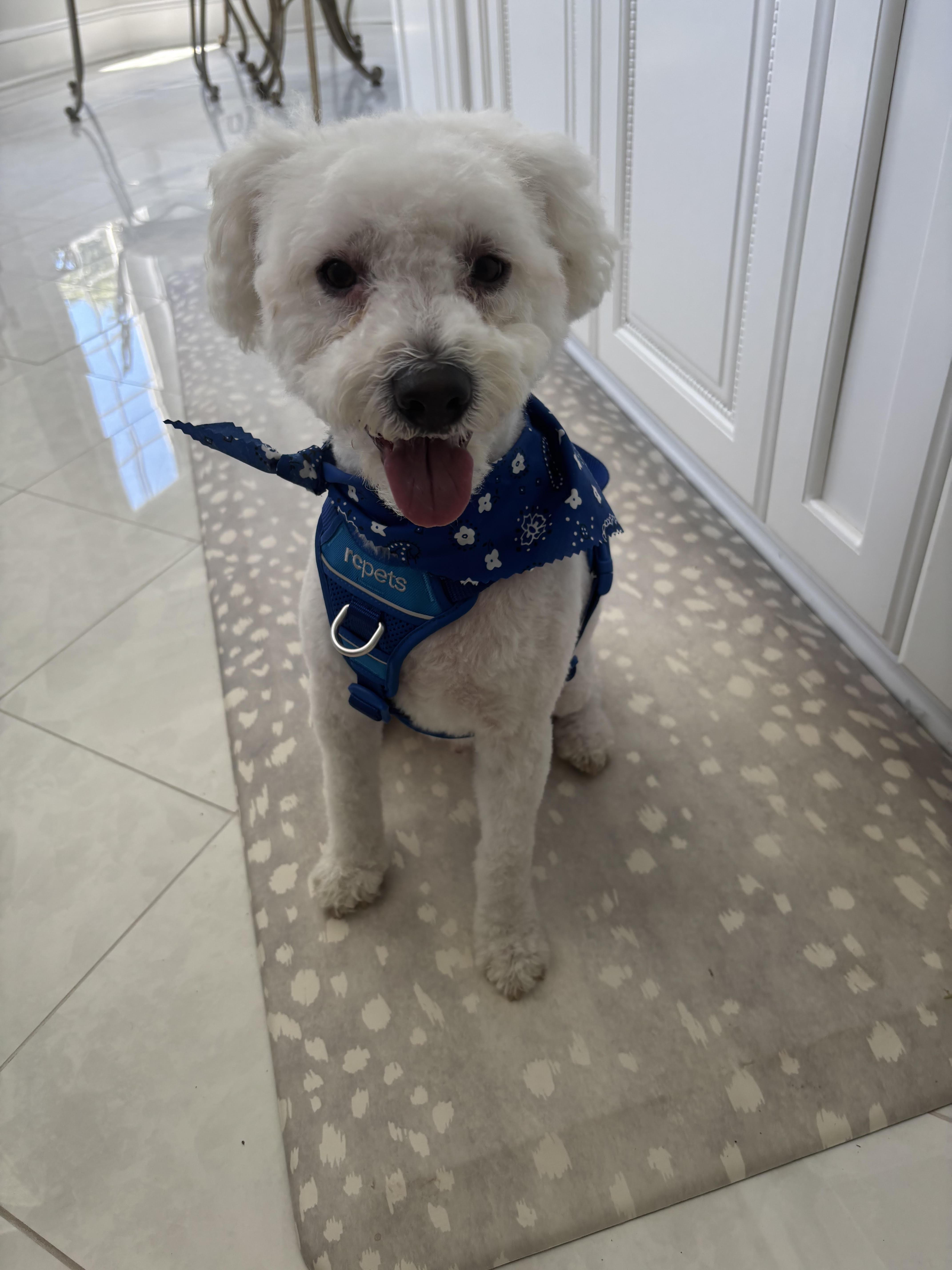 An adult small-sized male White / Cream Bichon Frise dog named Kai for adoption in Monroeville, PA