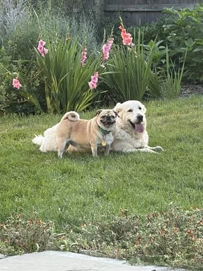 Falkor and Ziggy