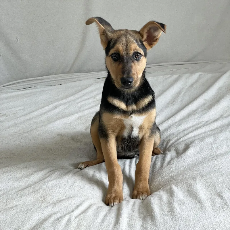 A baby large-sized female Bicolor German Shepherd Dog dog named Darling Daisy for adoption in Burlington, NC