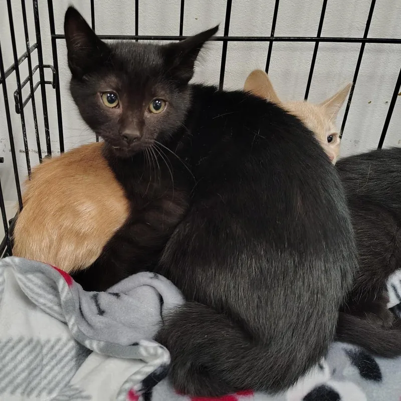 A baby small-sized male Black Domestic Short Hair cat named Dirt for adoption in Coos Bay, OR