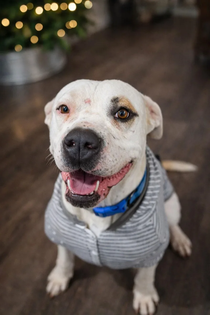 Cane Courtesy Listing