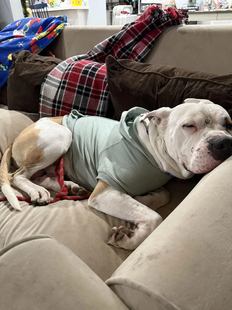 Cane Courtesy Listing thumbnail 2