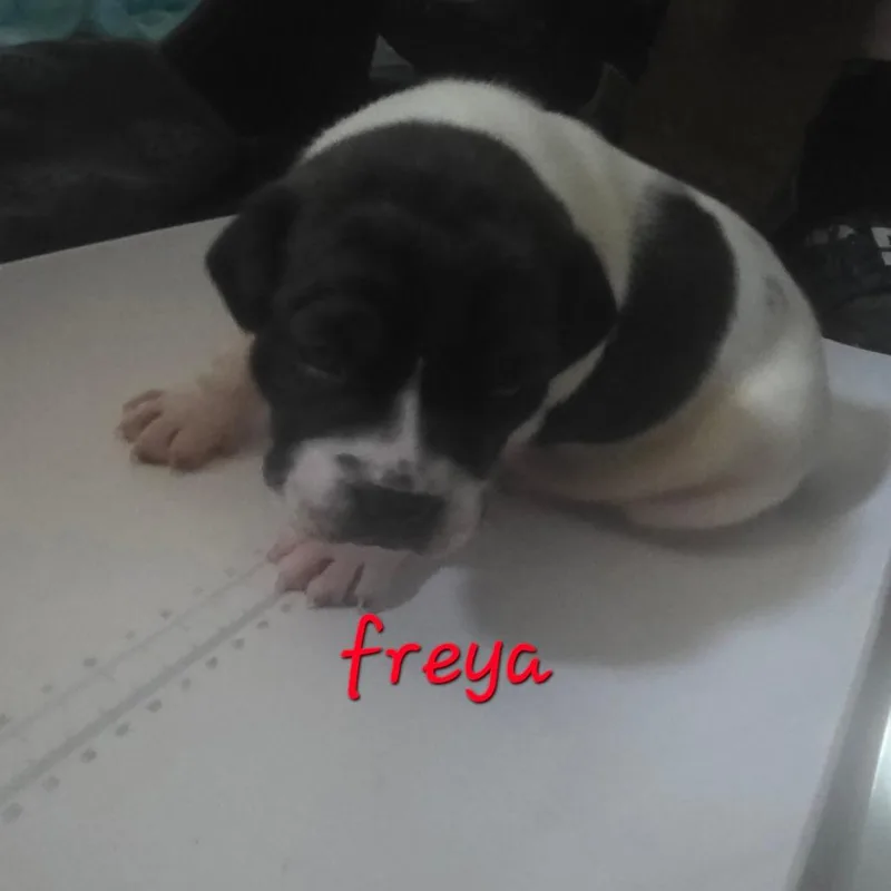 A baby small-sized female Black Pit Bull Terrier dog named Freya for adoption in Oceanside, NY
