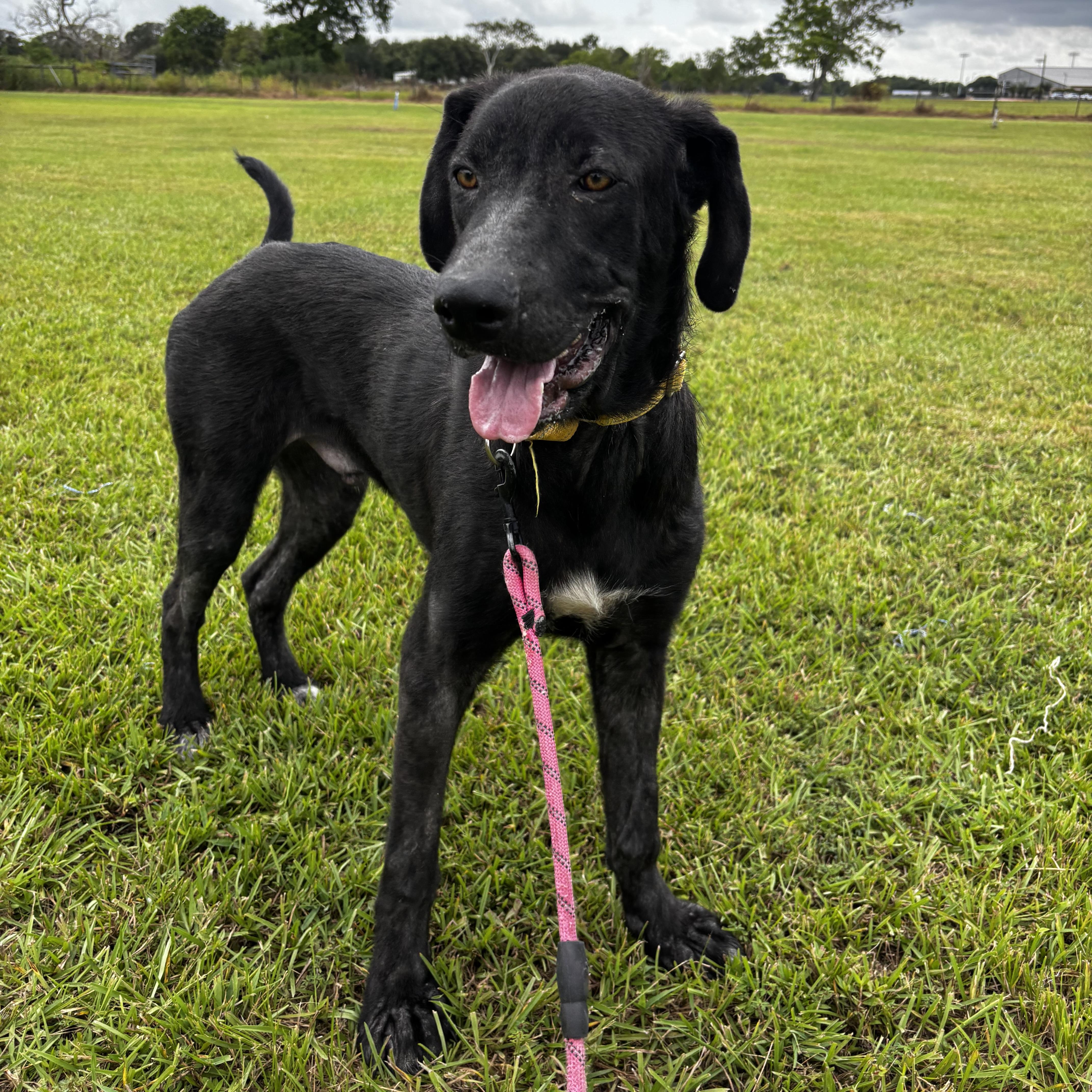 A baby large-sized male Black Irish Wolfhound dog named Sherlock for adoption in Liverpool, TX