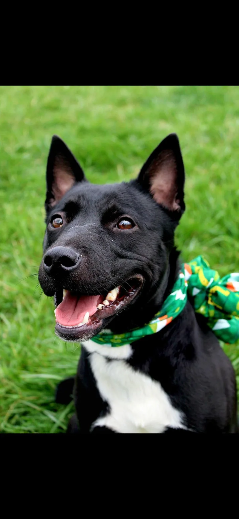 An adult medium-sized female Black Mixed Breed dog named Squirtle for adoption in Berea, KY