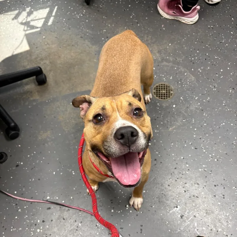 An adult medium-sized female Yellow / Tan / Blond / Fawn Mixed Breed dog named Alabama for adoption in Columbiana, AL