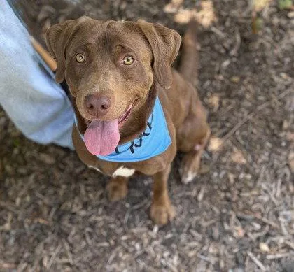 An adult medium-sized male Labrador Retriever dog named Choco Taco for adoption in Midland, VA