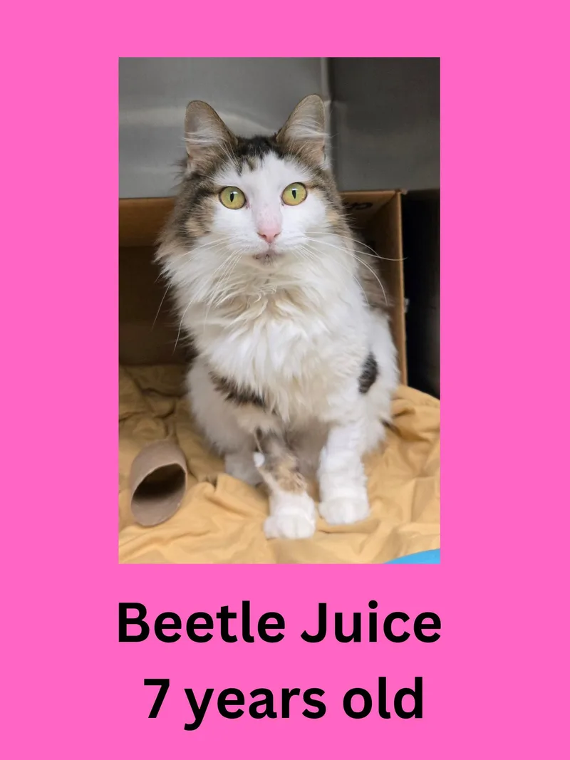 A senior medium-sized female Calico Domestic Long Hair cat named Beetle Juice for adoption in Ravenna, OH