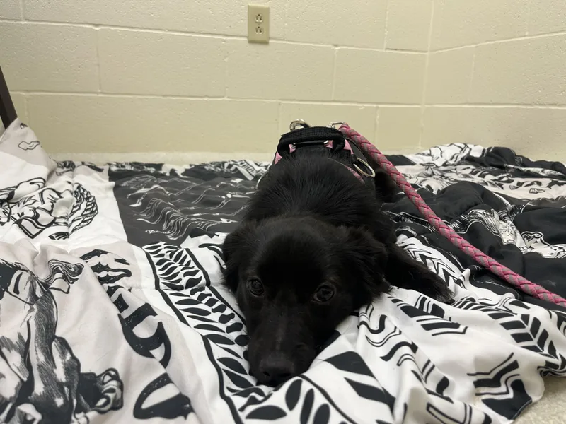A baby small-sized female Black Mixed Breed dog named June for adoption in Ashland, OH