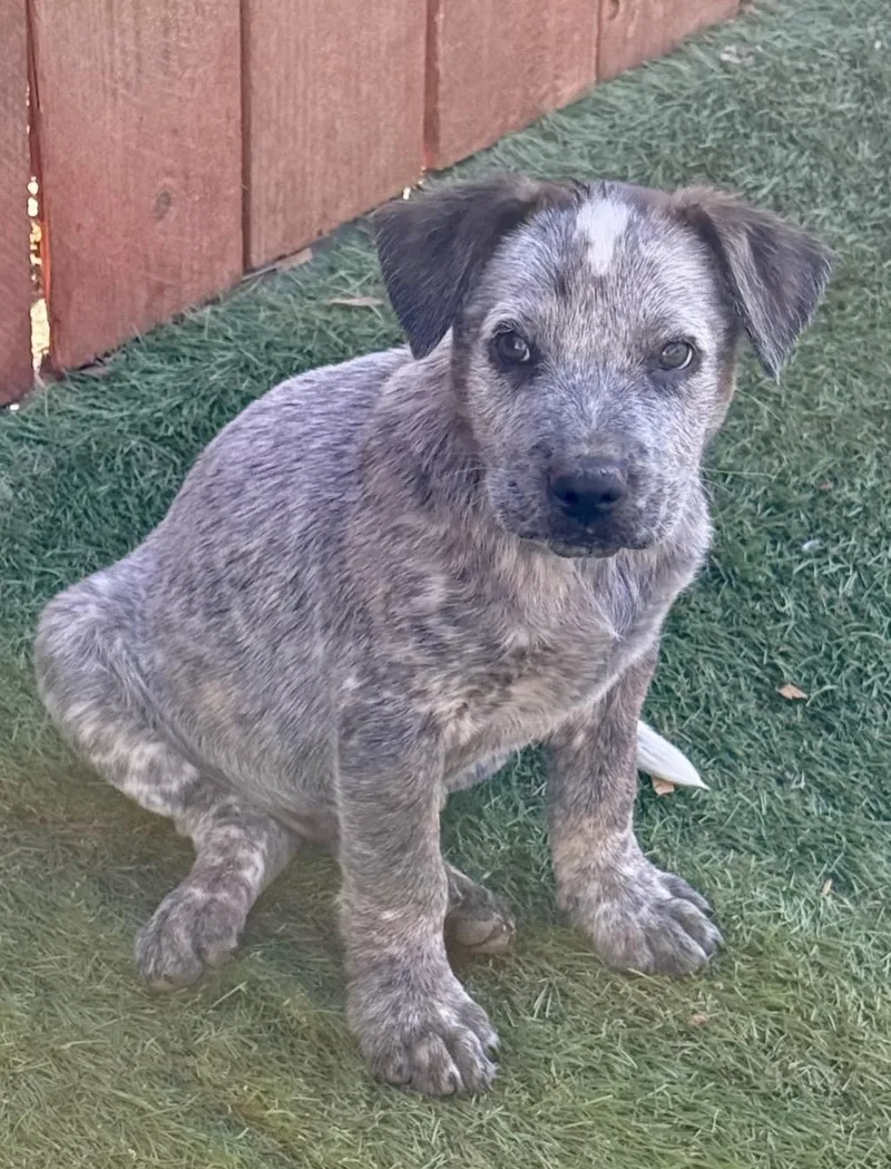 A baby medium-sized male Australian Cattle Dog / Blue Heeler dog named Tatis for adoption in El Cajon, CA