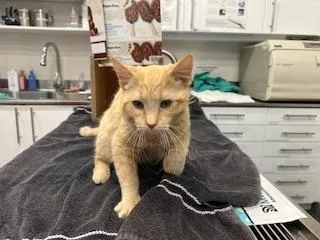 A young small-sized male Domestic Short Hair cat named Canyon for adoption in Antioch, CA