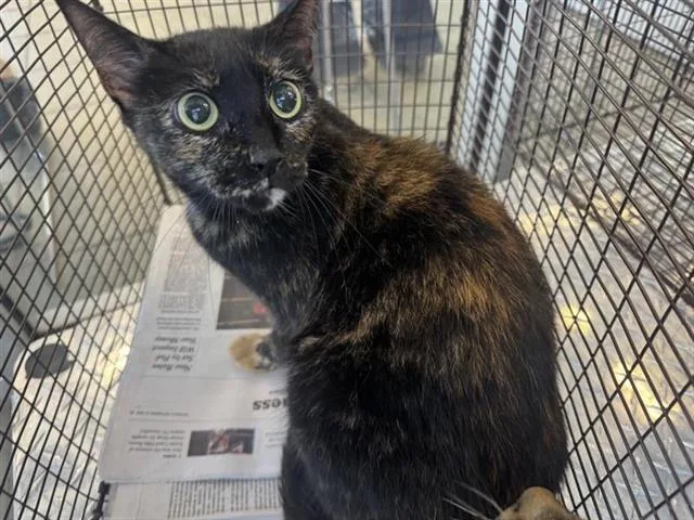 An adult small-sized female Domestic Short Hair cat named Paw for adoption in San Antonio, TX