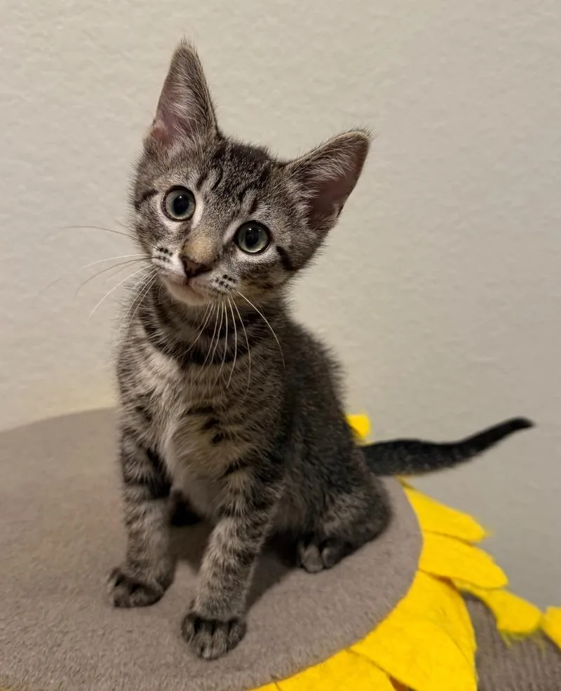 A baby small-sized male Domestic Short Hair cat named Clover for adoption in Magnolia, TX