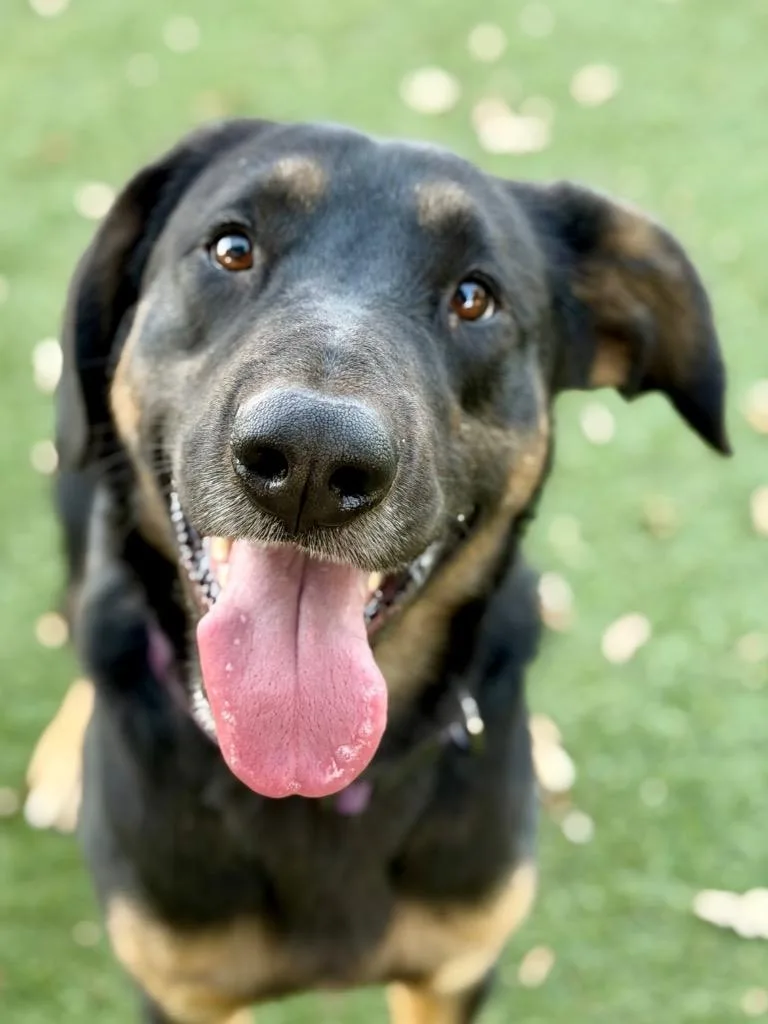 A young medium-sized male German Shepherd Dog named Rook for adoption in Chico, CA