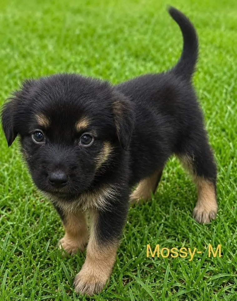 A baby medium-sized male Mixed Breed dog named Mossy for adoption in Monticello, MN