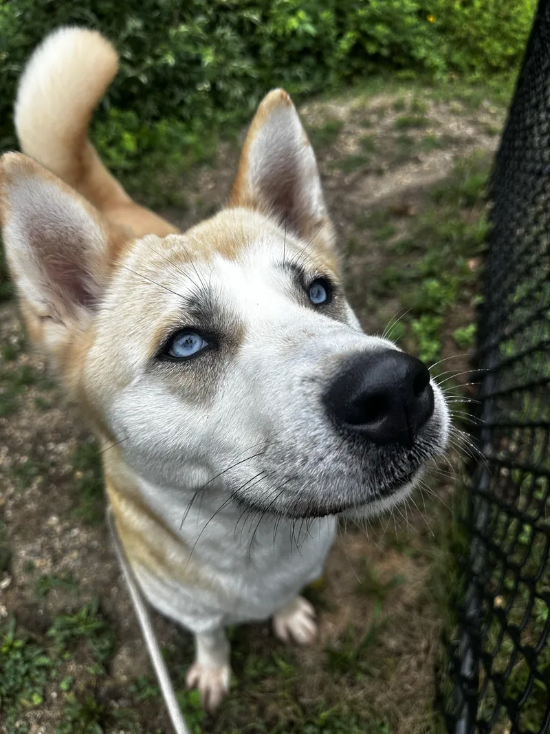 A young large-sized female Yellow / Tan / Blond / Fawn Husky dog named Darla Tag for adoption in Central Islip, NY