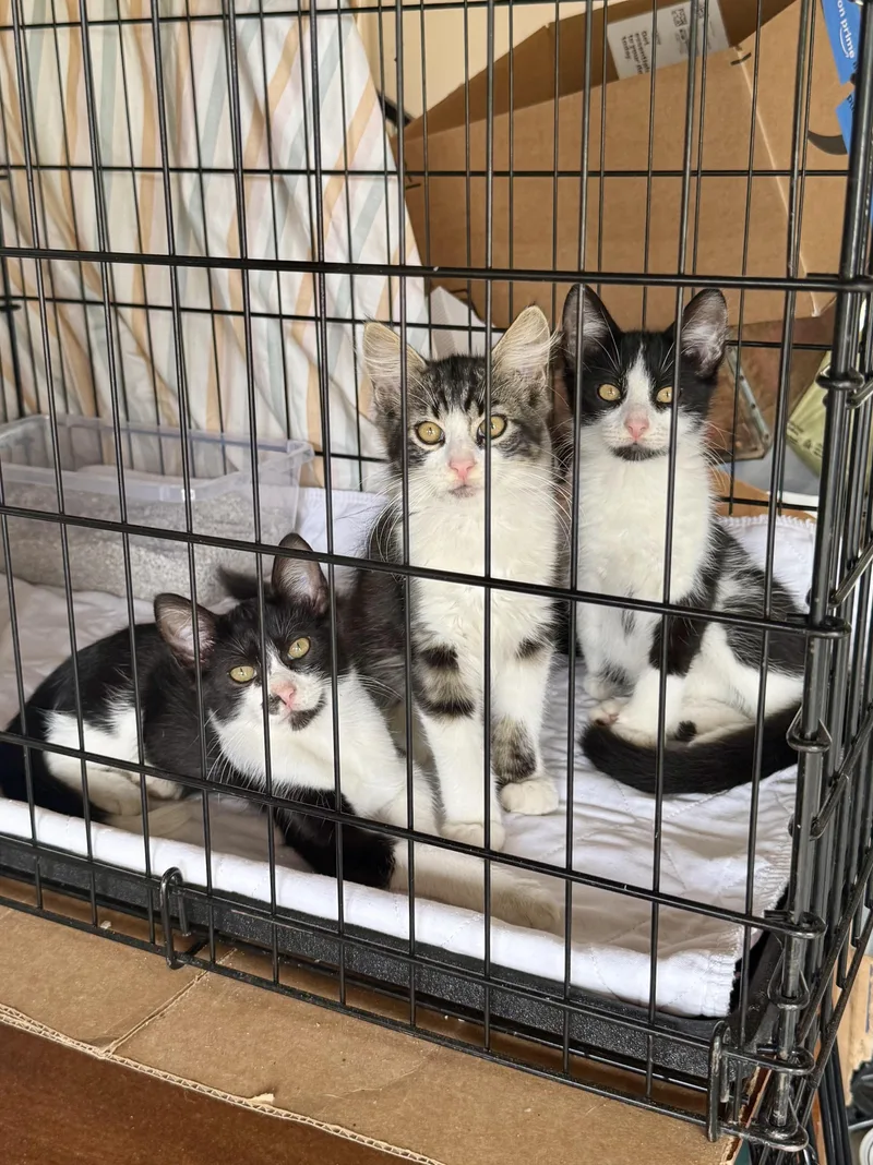 A baby medium-sized male Black & White / Tuxedo Tuxedo cat named Other Brother Darryl for adoption in Salem, OH