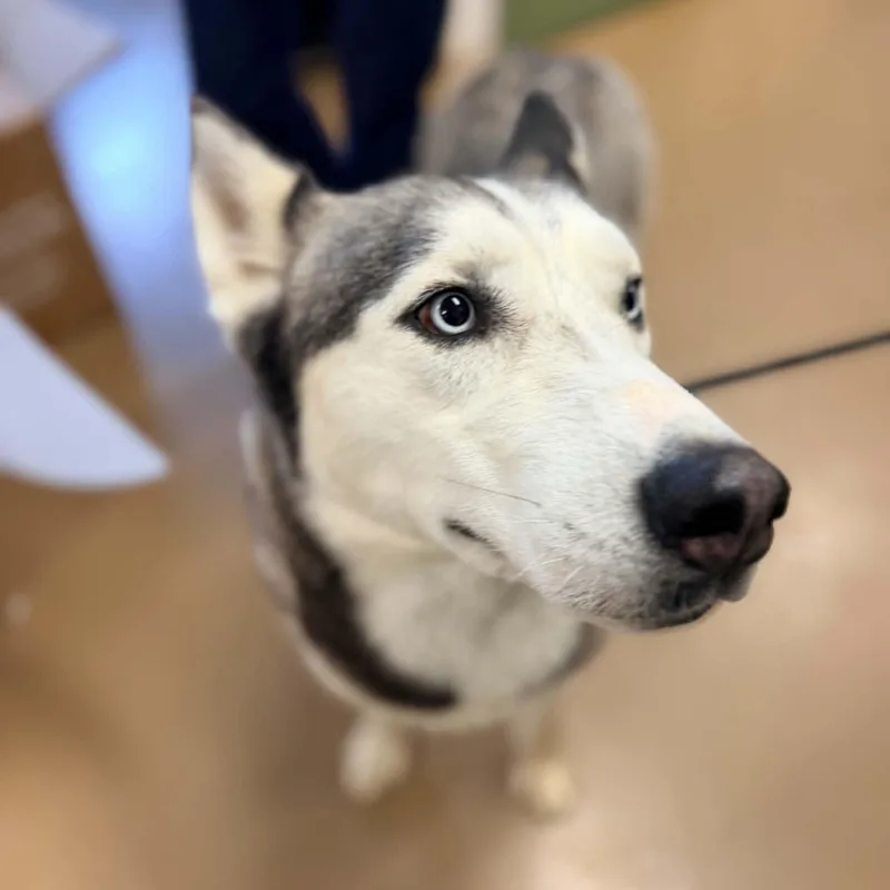 An adult large-sized female Gray / Blue / Silver Siberian Husky dog named Trixie for adoption in Phoenixville, PA