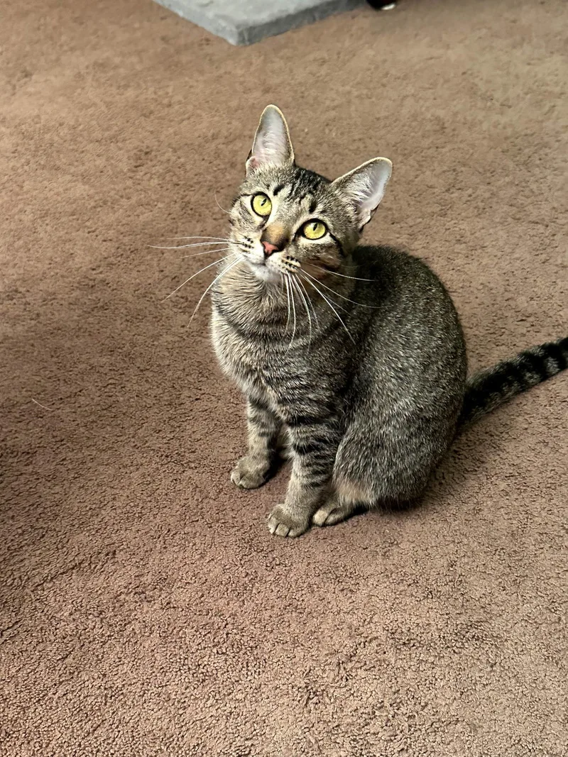 A young medium-sized female Tabby (Buff / Tan / Fawn) Domestic Short Hair cat named Tilly for adoption in Murfreesboro, TN