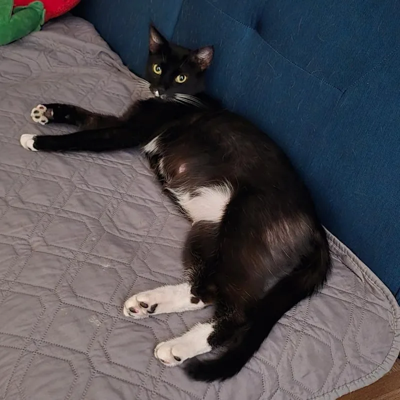 A young medium-sized female Black Domestic Short Hair cat named Suzie for adoption in Houston, TX
