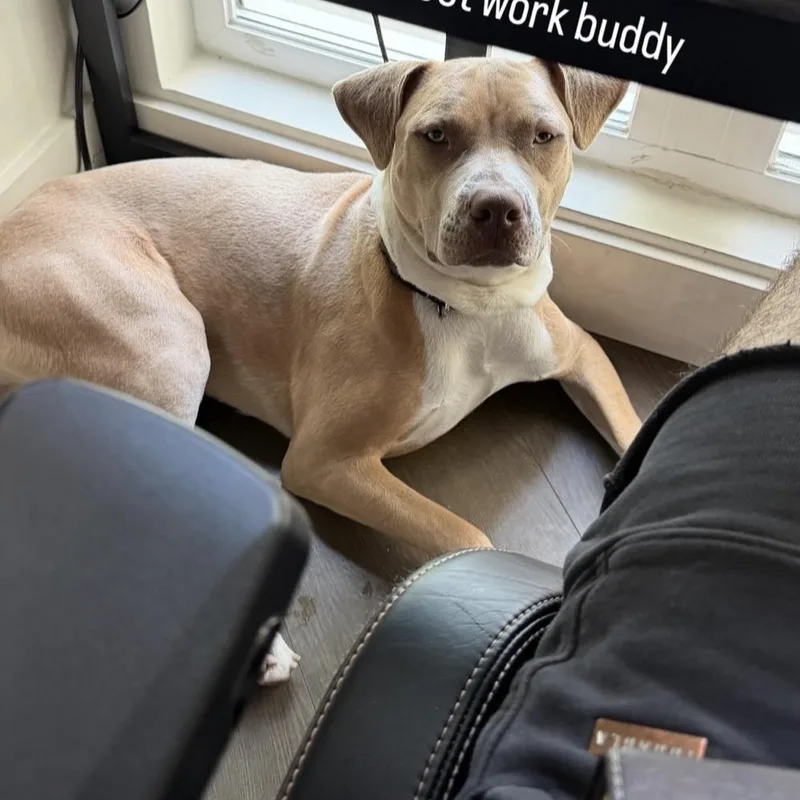 A young medium-sized male American Staffordshire Terrier dog named Nico for adoption in Marina del Rey, CA