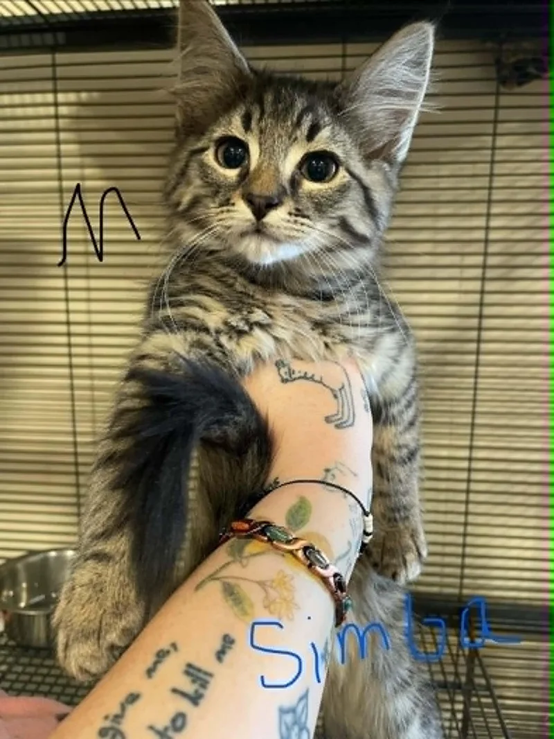 Simba