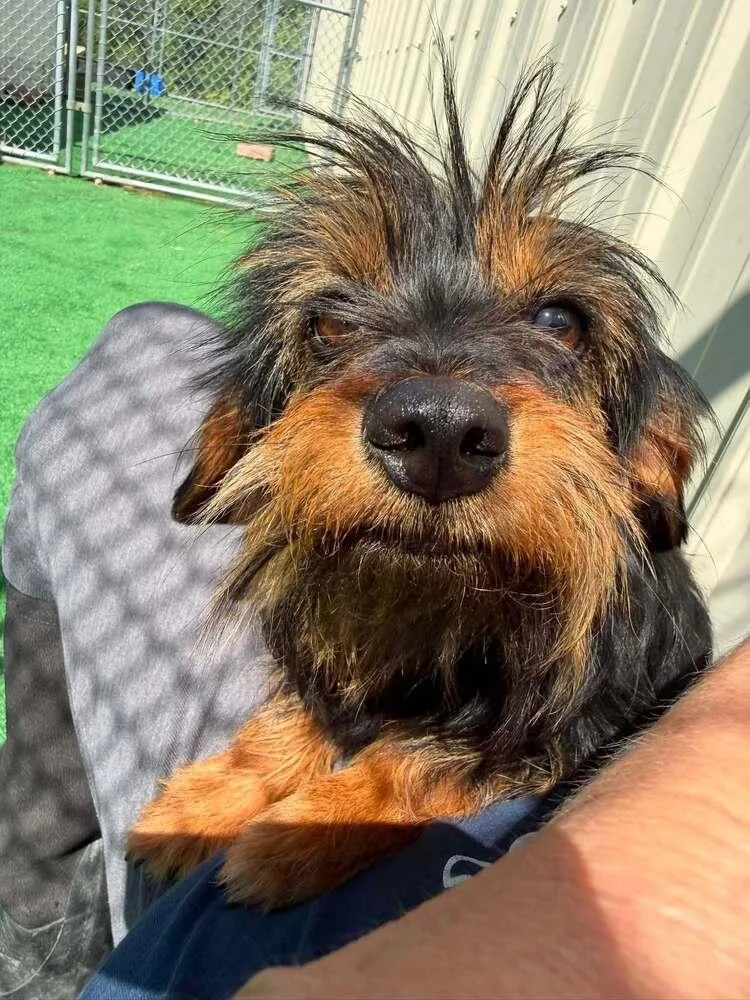A young small-sized female Brown / Chocolate Yorkshire Terrier dog named Trixie for adoption in Waterloo, IL