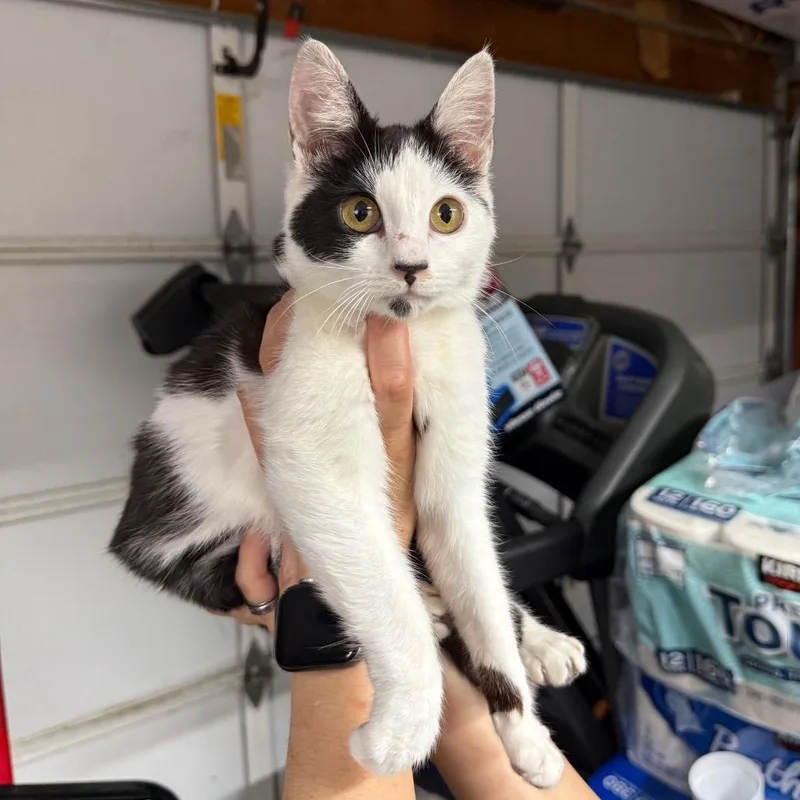A young medium-sized female White Domestic Short Hair cat named Trinity for adoption in Fresno, CA