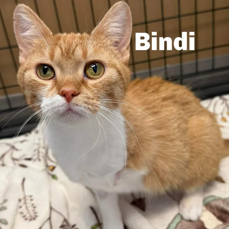 Bindi