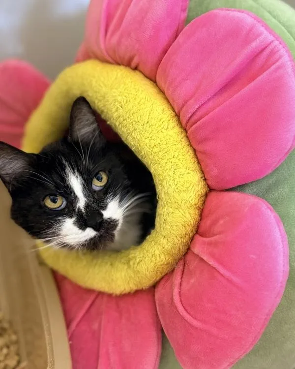 An adult medium-sized male Domestic Short Hair cat named Marble for adoption in Canton, GA
