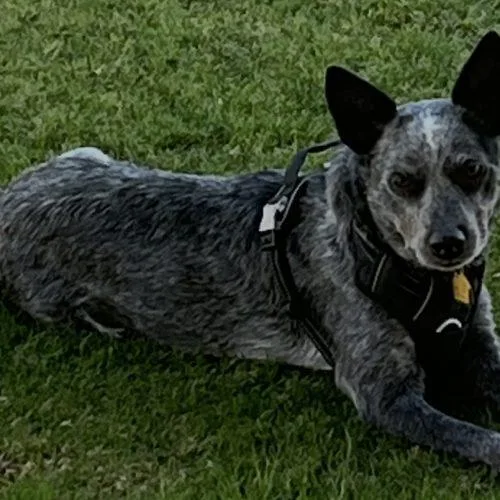 A young medium-sized female Black Australian Cattle Dog / Blue Heeler dog named Sadie for adoption in La Quinta, CA