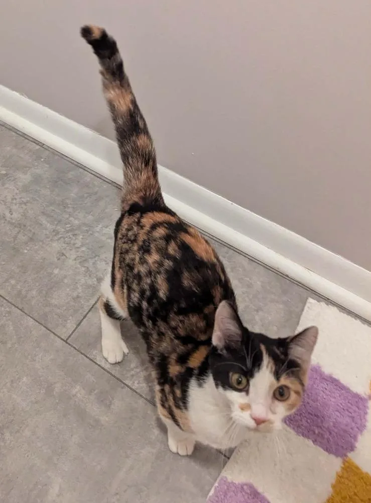 An adult small-sized female Calico cat named Fallon for adoption in South Bend, IN
