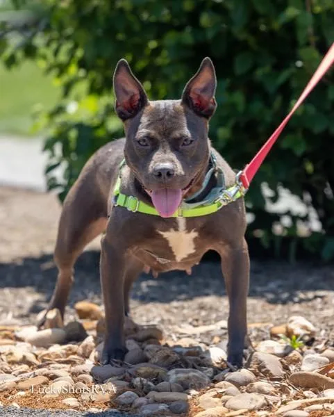 Nova