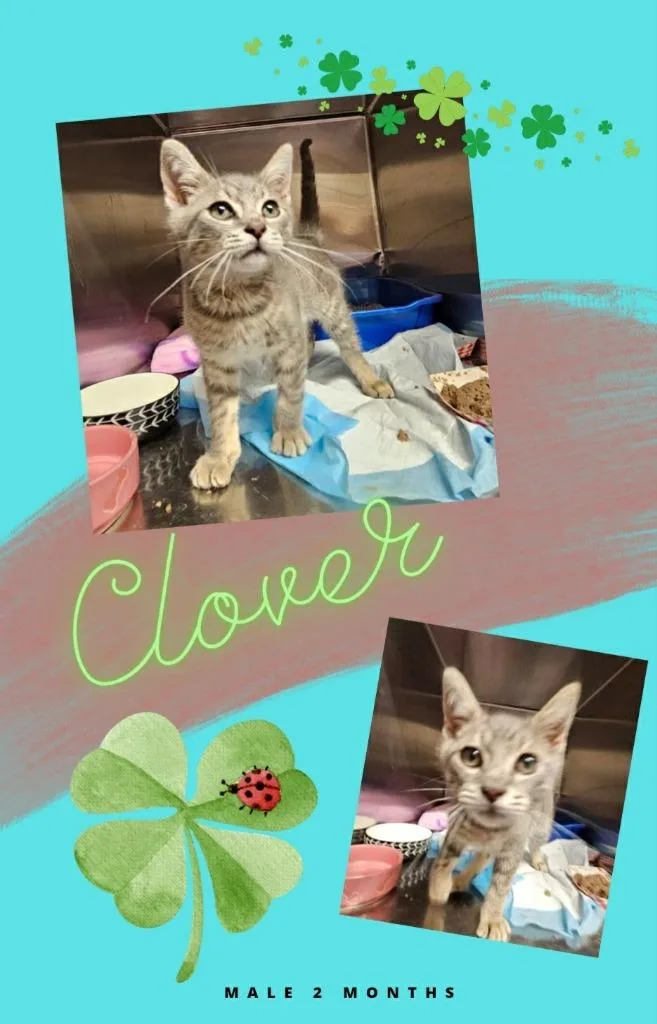A baby small-sized male Domestic Short Hair cat named Clover for adoption in Blountville, TN