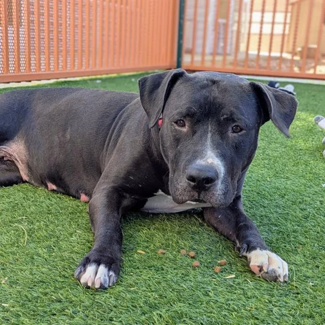 An adult large-sized female Pit Bull Terrier dog named Serena for adoption in Las Vegas, NV