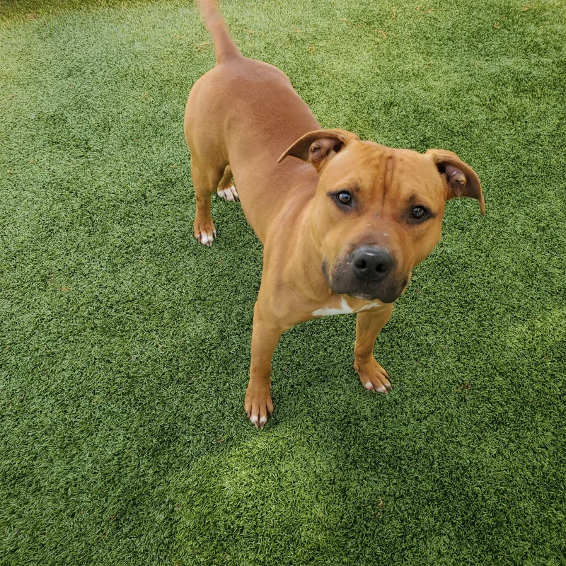 An adult medium-sized male Merle (Red) American Staffordshire Terrier dog named Major for adoption in Beulah, MI