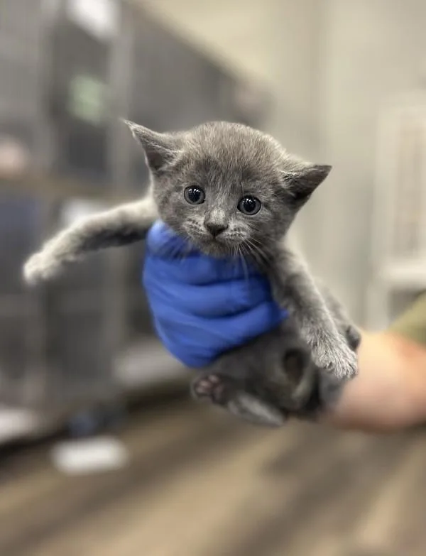 A baby small-sized male Domestic Short Hair cat named Smokey for adoption in Victorville, CA