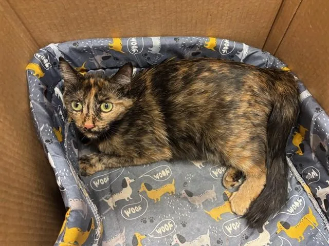A young medium-sized female Domestic Short Hair cat named Ravyn for adoption in Baldwin Park, CA