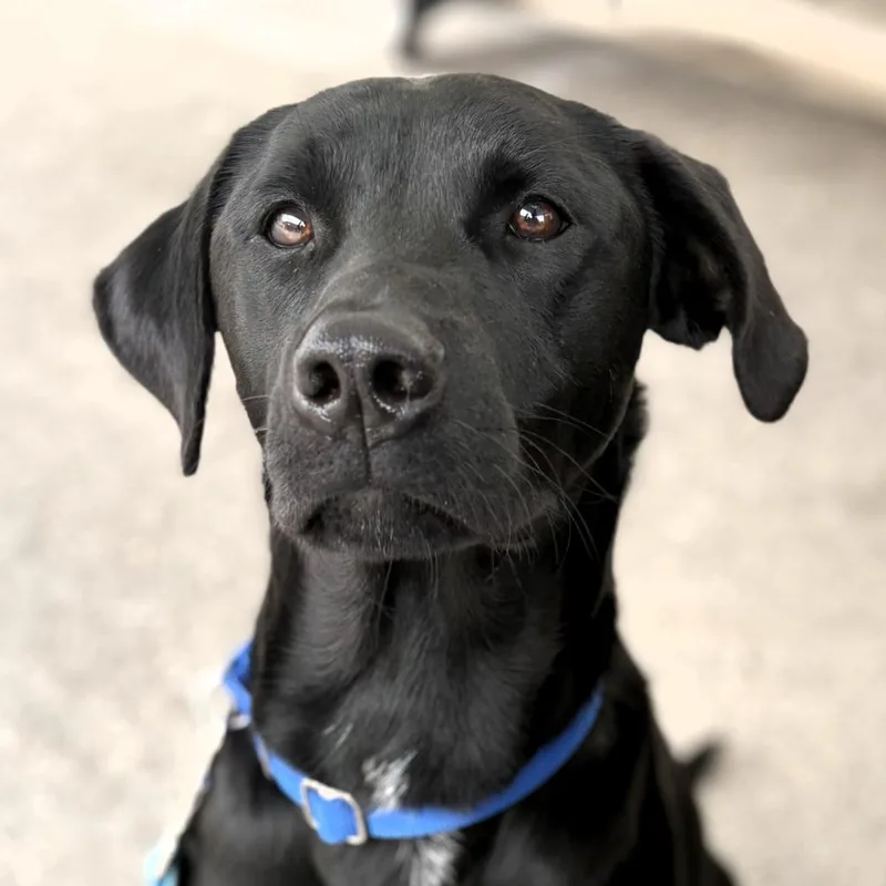 An adult medium-sized male Black Mixed Breed dog named Dice for adoption in Buchanan Dam, TX