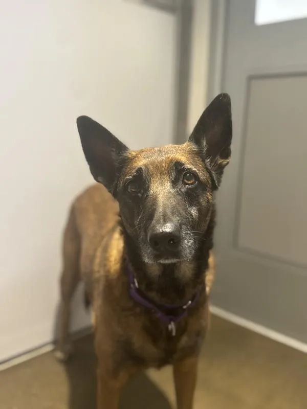 A senior large-sized female Belgian Shepherd / Sheepdog dog named Llama for adoption in San Diego, CA