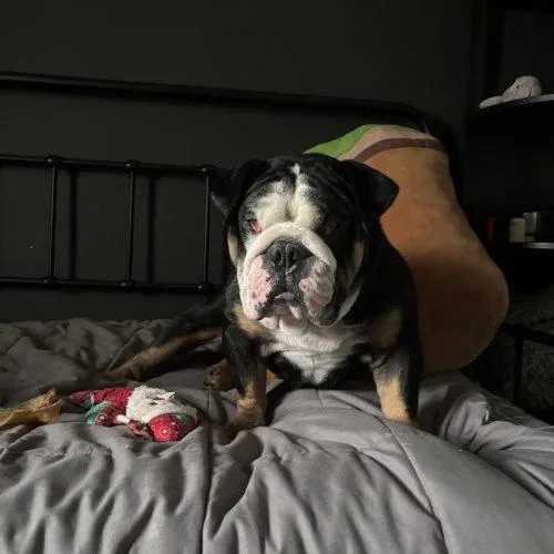 A young medium-sized male English Bulldog dog named Ares for adoption in Chicago, IL