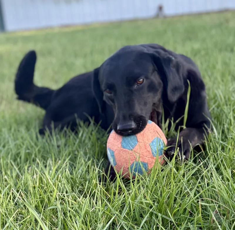 A young medium-sized female Black Labrador Retriever dog named Molly for adoption in Willington, CT