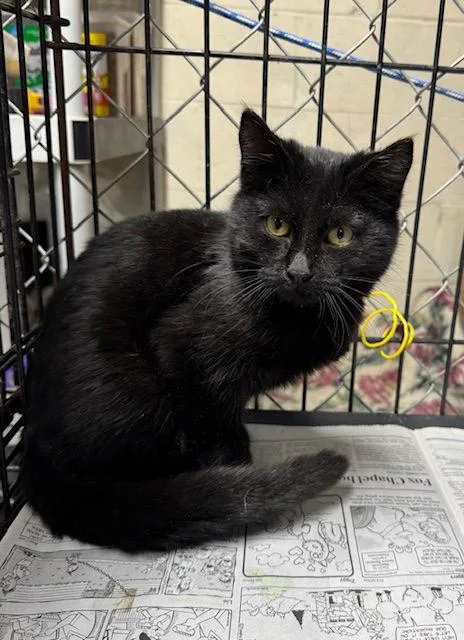 A young medium-sized male Domestic Medium Hair cat named Harbor for adoption in Apollo, PA