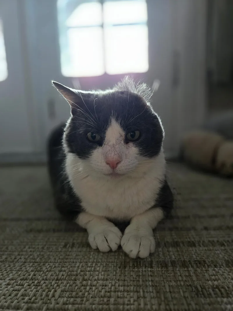 An adult medium-sized male Gray & White Domestic Short Hair cat named Ferdinand for adoption in Rochester, NY